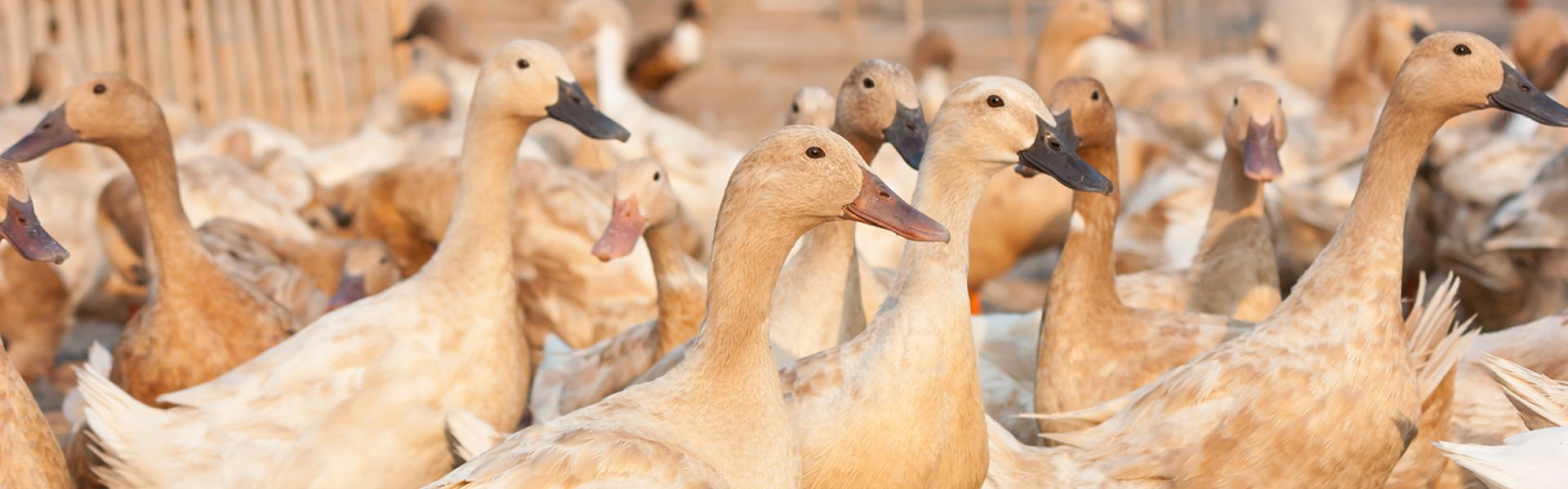 # Risques sanitaires et manipulations : les véritables enjeux derrière la grippe aviaire et les expériences sur les animaux modifiés