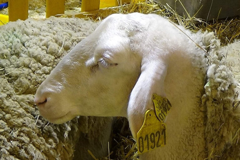 Déploiement Urgent de Fonds Européens pour les Éleveurs du Grand Est Face à la Fièvre Catarrhale Ovine