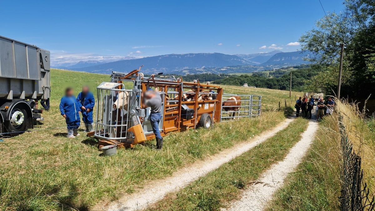 Le massacre des vaches en France pour une maladie bénigne : un crime contre l’agriculture et le peuple