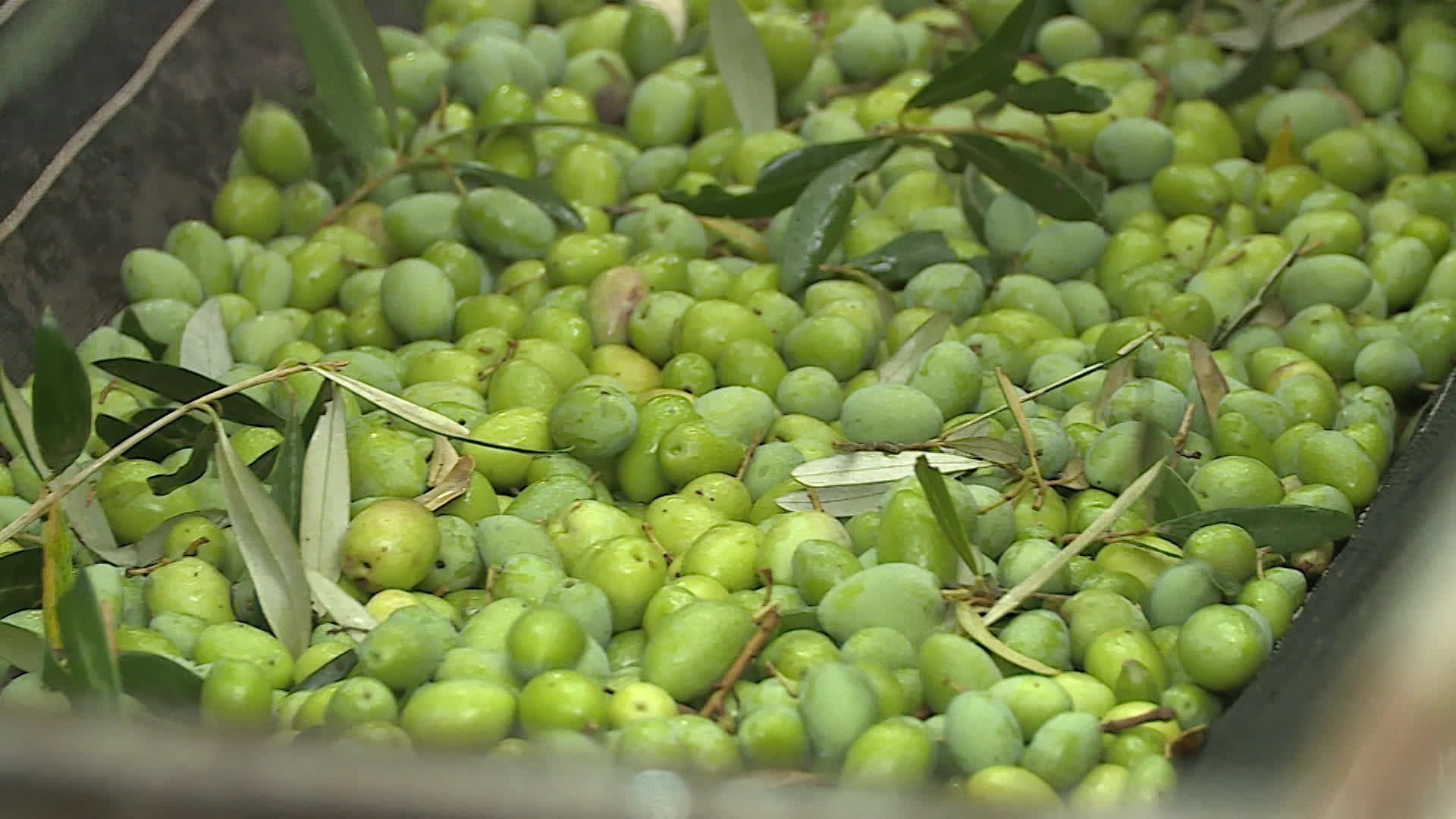 Une récolte d’olives sans précédent dans le Languedoc, un miracle industriel